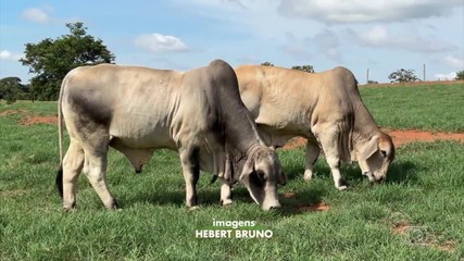 Nutrição representa mais de 40% do custo do pecuarista