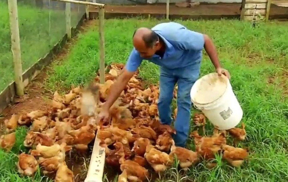 Frango produzido miniabatedouro aves comunidade rural São Basílio Uberaba — Foto: Prefeitura de Uberaba/Divulgação
