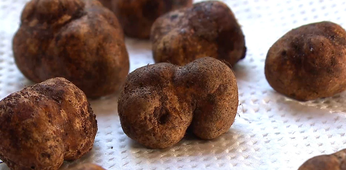 'Ouro escondido': produção de trufas, iguaria de R$ 10 mil o quilo, é destaque no RS