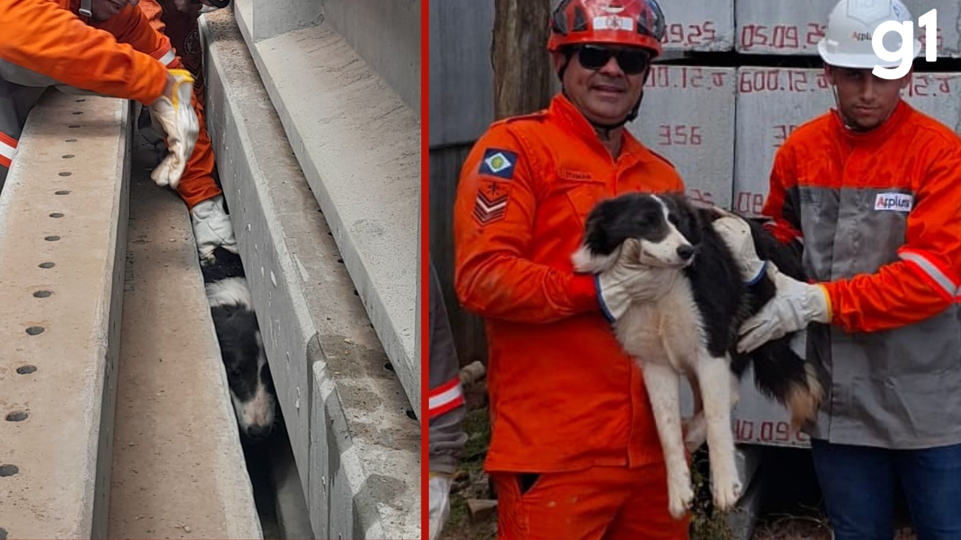 Border Collie é resgatado após ficar preso entre postes de concreto em MT