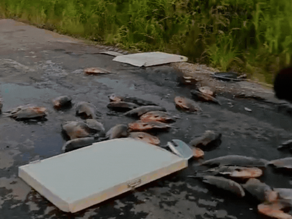VÍDEO: Caminhonete capota na BR-364 e carregamento de peixes se espalha na via