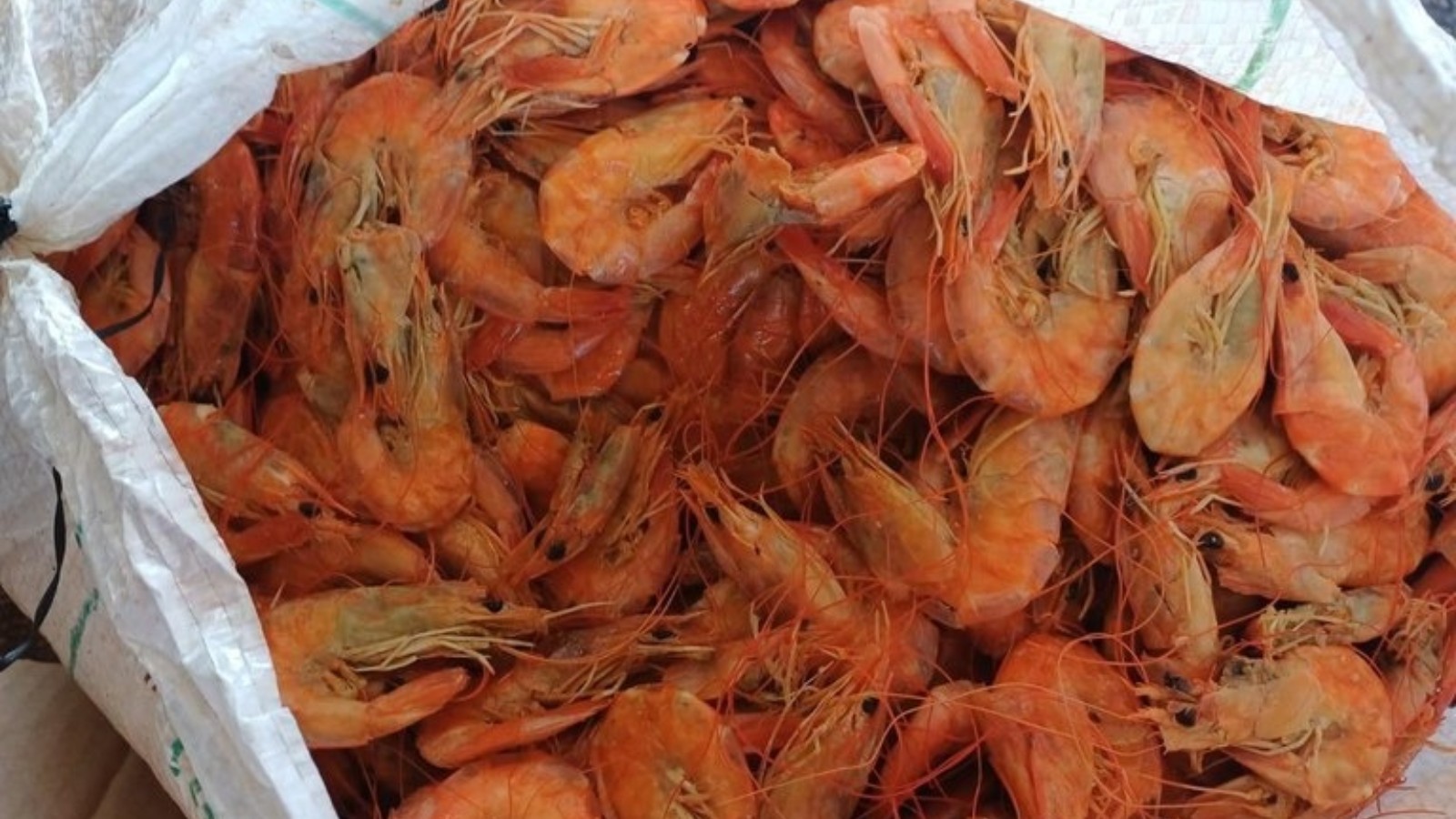 Dois ônibus são flagrados com mais de 1,3 tonelada de pescado impróprio para consumo no Piauí; carga é apreendida