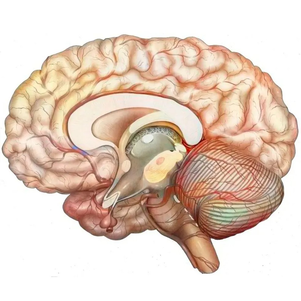 Estudos indicam que o tálamo, uma estrutura com formato oval localizada no centro do cérebro, seria a primeira região cerebral a ser desligada, quando alguém recebe anestesia geral. — Foto: Getty Images via BBC