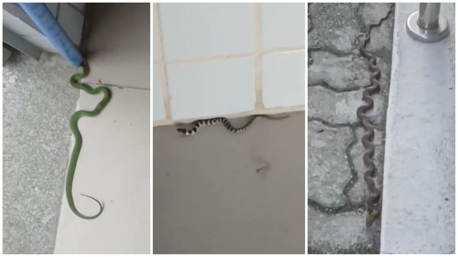 Vídeo: Prédio da Justiça é invadido por cobras em Santa Quitéria, no interior do Ceará 