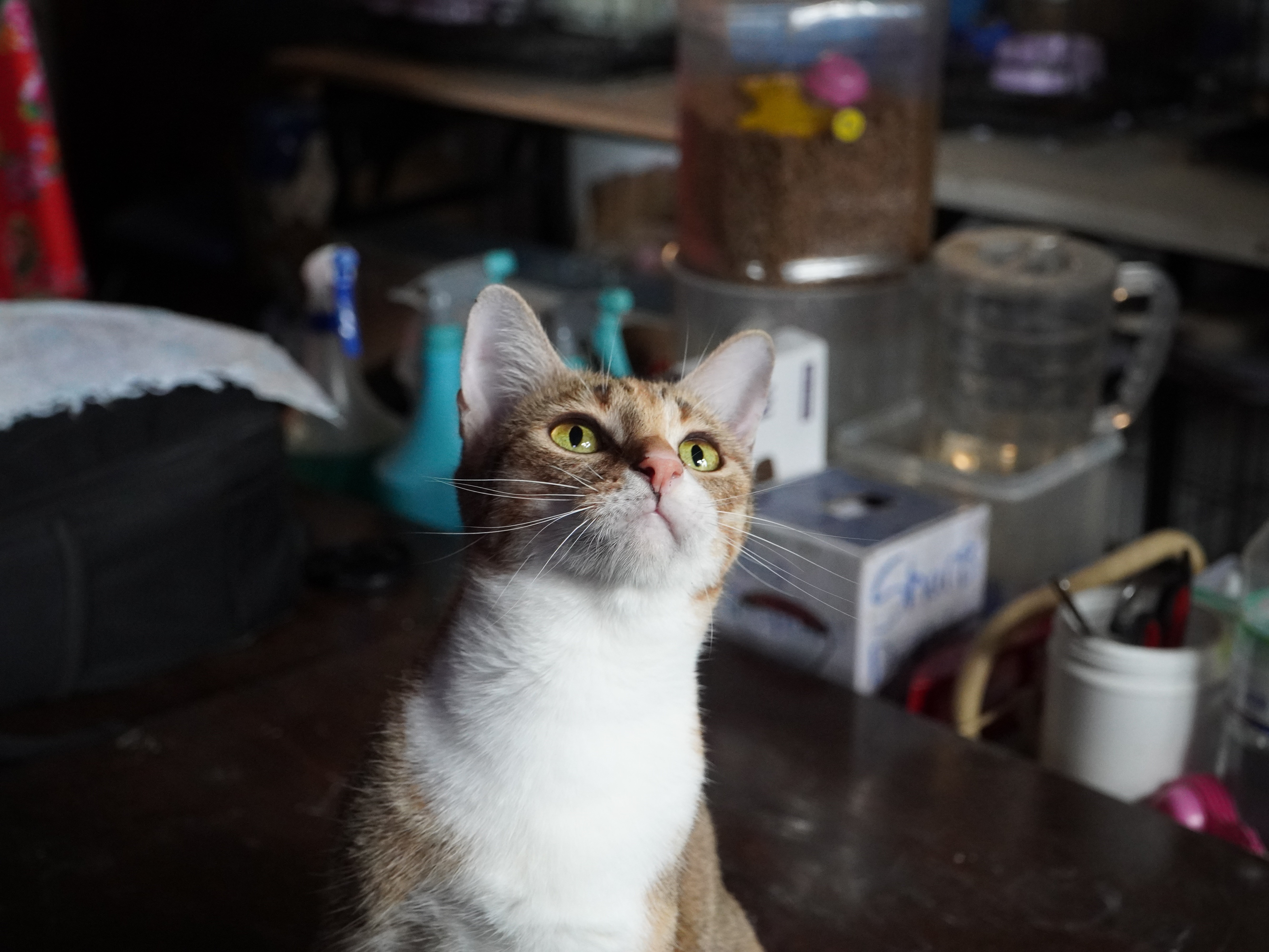 Polícia do Vietnã prende quadrilha que roubou quase 3 mil gatos para vender carne para consumo