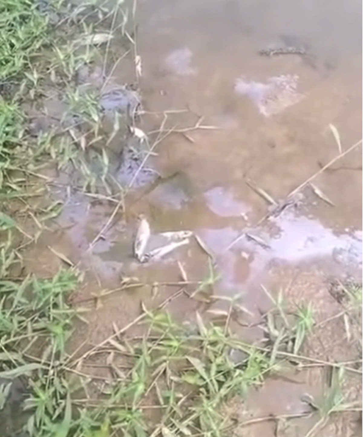 Mortandade de peixes no Ribeirão das Areias chega ao 5º dia em Itaocara