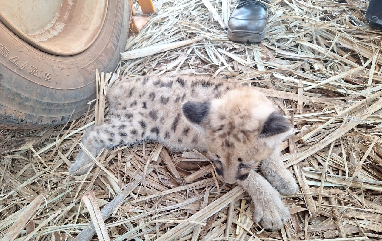 Filhote de onça-parda é resgatado em canavial em Cardoso 