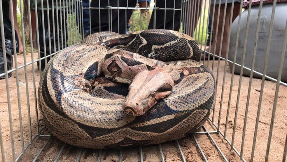 Dez cobras norte americanas resgatadas em sítio de João Pessoa serão  transferidas para zoo, Paraíba