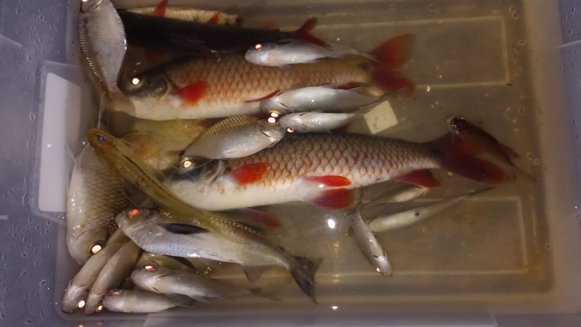 Pesquisadores do AP identificam microplásticos em peixes do Parque do Tumucumaque