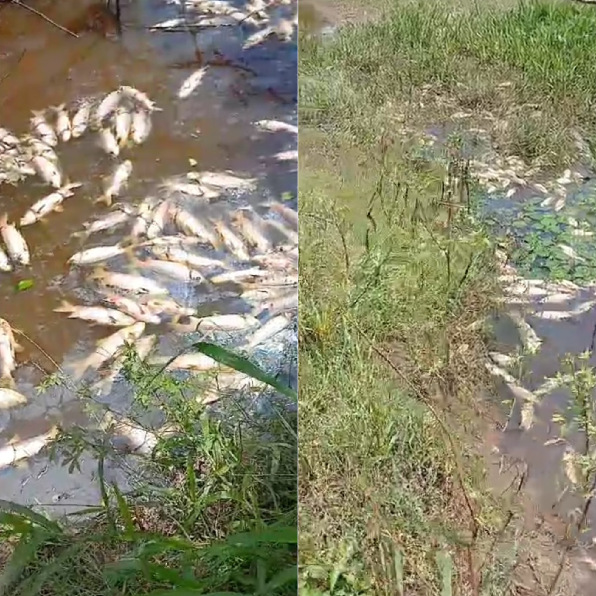 Peixes aparecem mortos perto de barragem no RN, e polícia  investiga se água foi contaminada com uso de drones