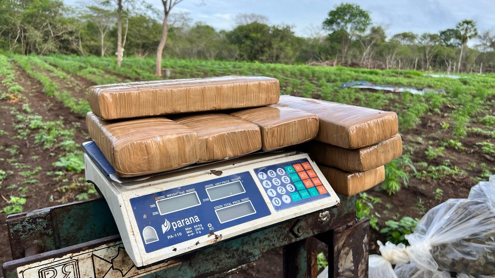Droga prensada encontrada em plantação de maconha no Piauí — Foto: Reprodução