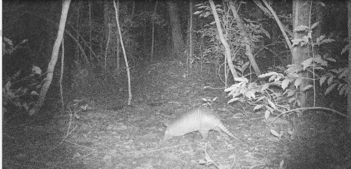 Tatu-galinha ameaçado de extinção é flagrado por câmeras em área ambiental de São Pedro da Aldeia