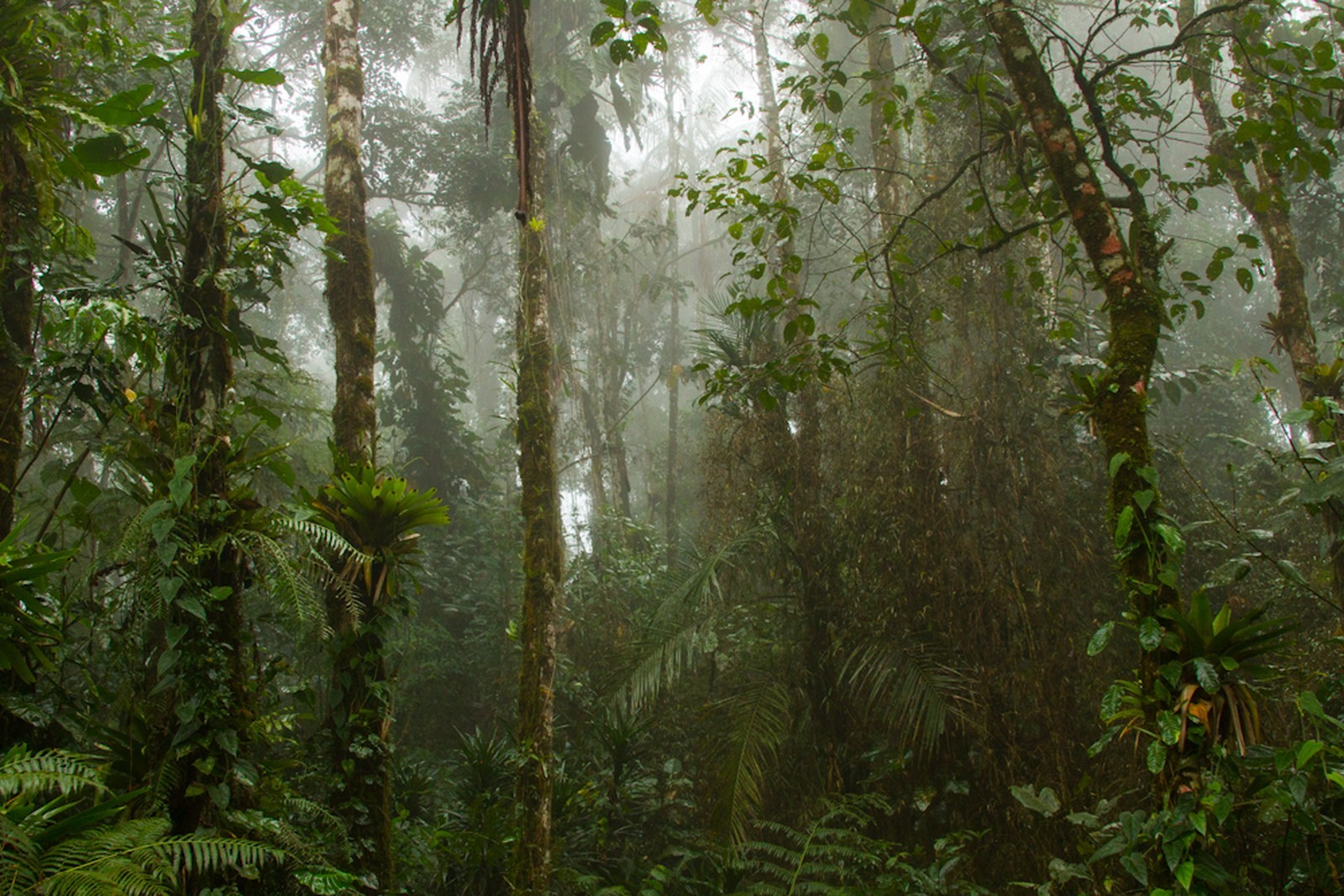 Tesouros da Mata Atlântica: conhecer para amar, amar para conservar