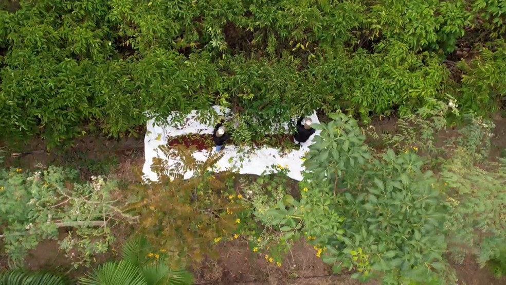 Propriedade em Vila Valério aposta na produção do café agroecológico — Foto: TV Gazeta