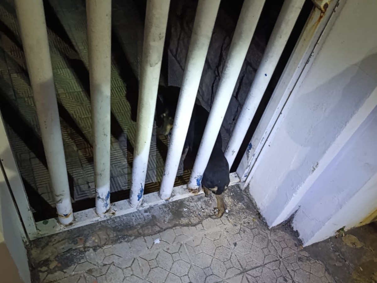 'AUguém' me tira daqui: cachorrinho de rua fica preso em portão e é resgatado pelos bombeiros em Arcos