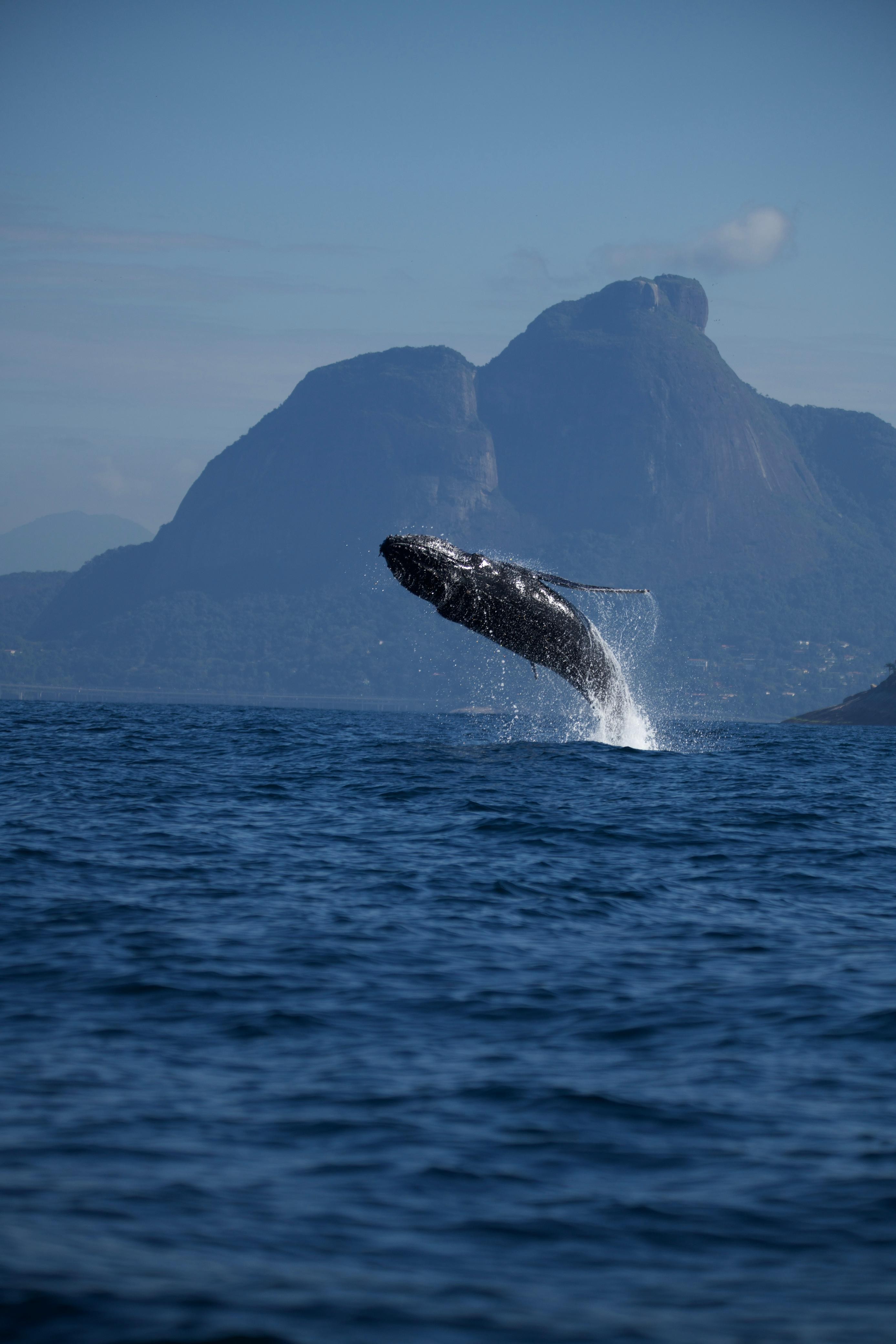 Baleia dá show em frente à Pedra da Gávea; veja fotos