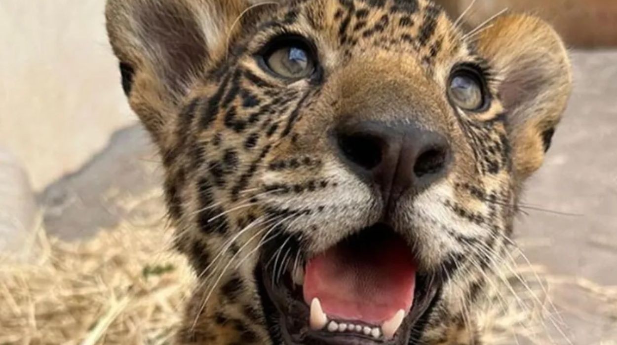 Prefeitura de São Carlos lança aplicativo para monitorar animais silvestres; entenda como funciona