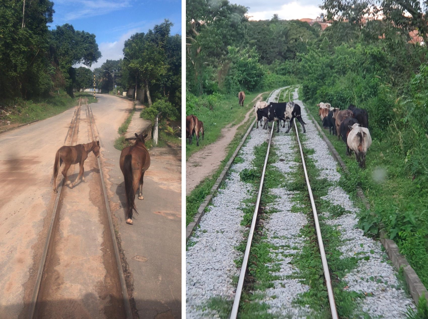 CBTU Maceió registra mais acidentes com animais do que com pessoas e lança campanha de conscientização