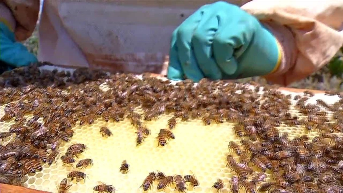 De 80 kg para uma tonelada de mel, apicultor dá um salto após