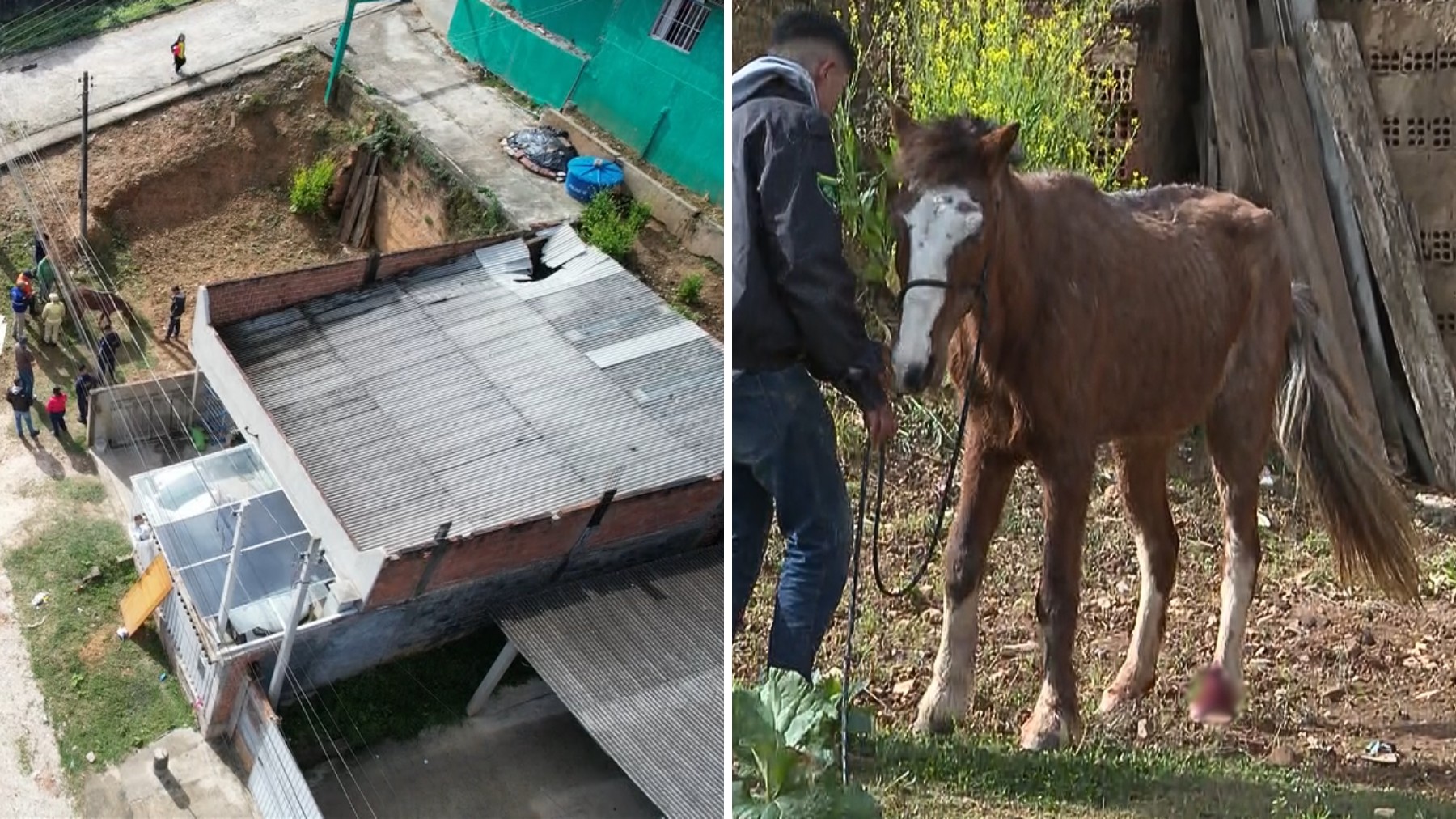 Égua sobe em telhado e cai de altura de 3 metros, dentro de casa de família na Grande Curitiba