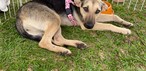 'Caminhada do Amicão' reúne famílias e animais de estimação em Vassouras; veja fotos — Foto: Divulgação/TV Rio Sul