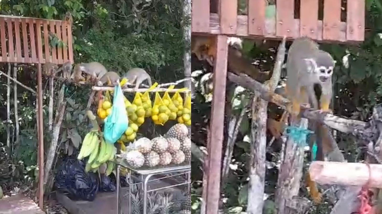 Macacos ‘ladrões’ surpreendem ambulante que vende frutas em rodovia do Amapá