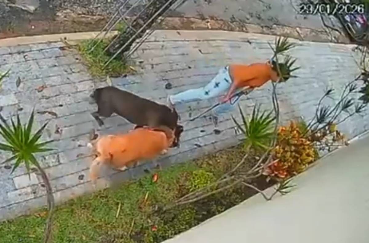 Pitbull foge de imóvel em obra e ataca cão idoso em BH; vídeo mostra ataque