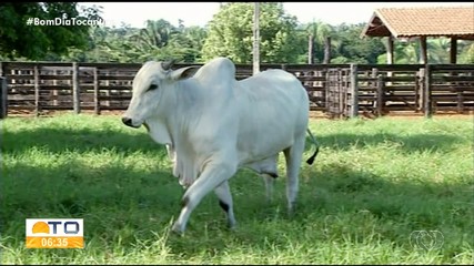 Prazo para declaração de informações pecuárias terminam nesta segunda-feira (10)