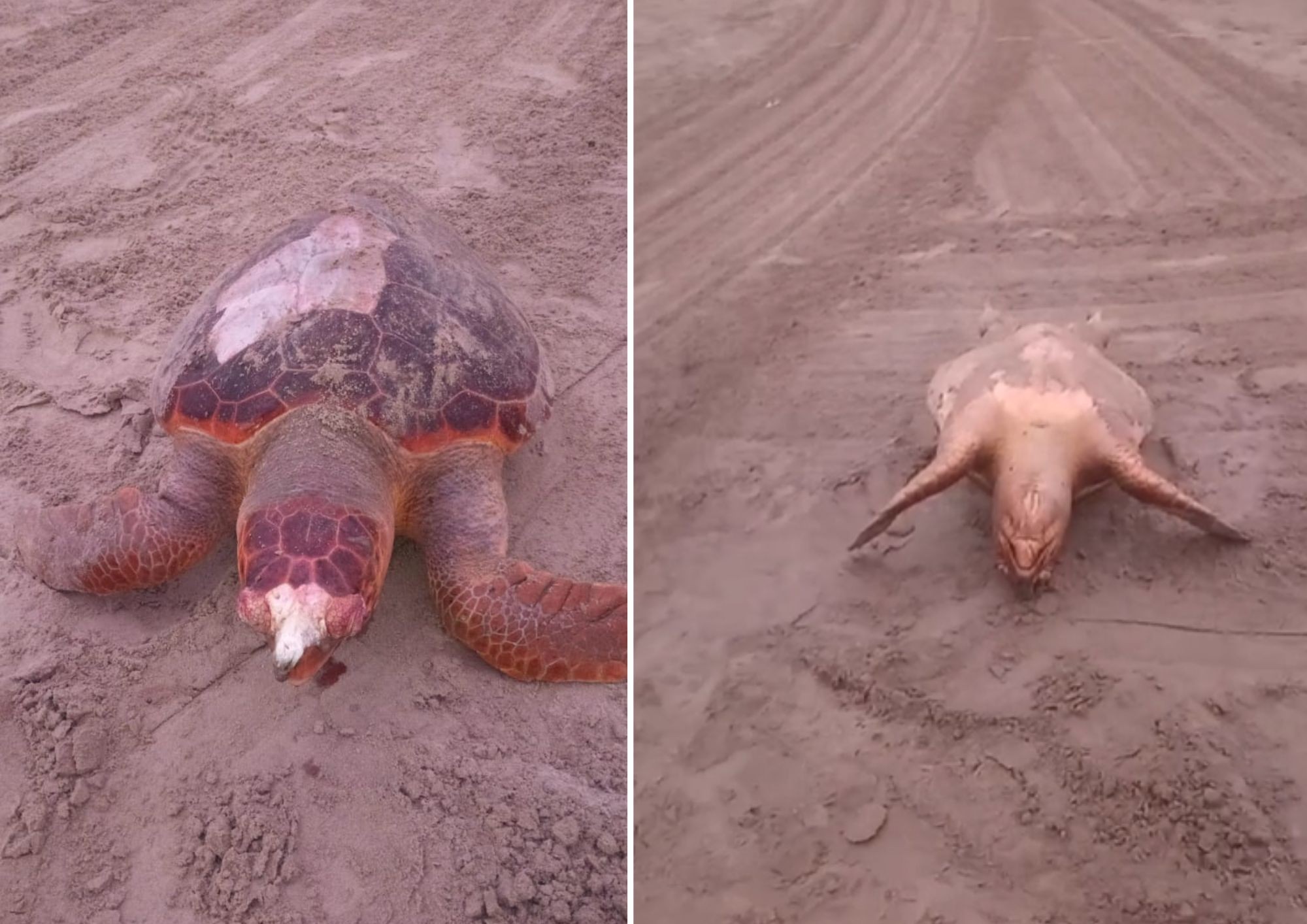 Tartaruga vulnerável à extinção é encontrada morta em praia no litoral de SP 