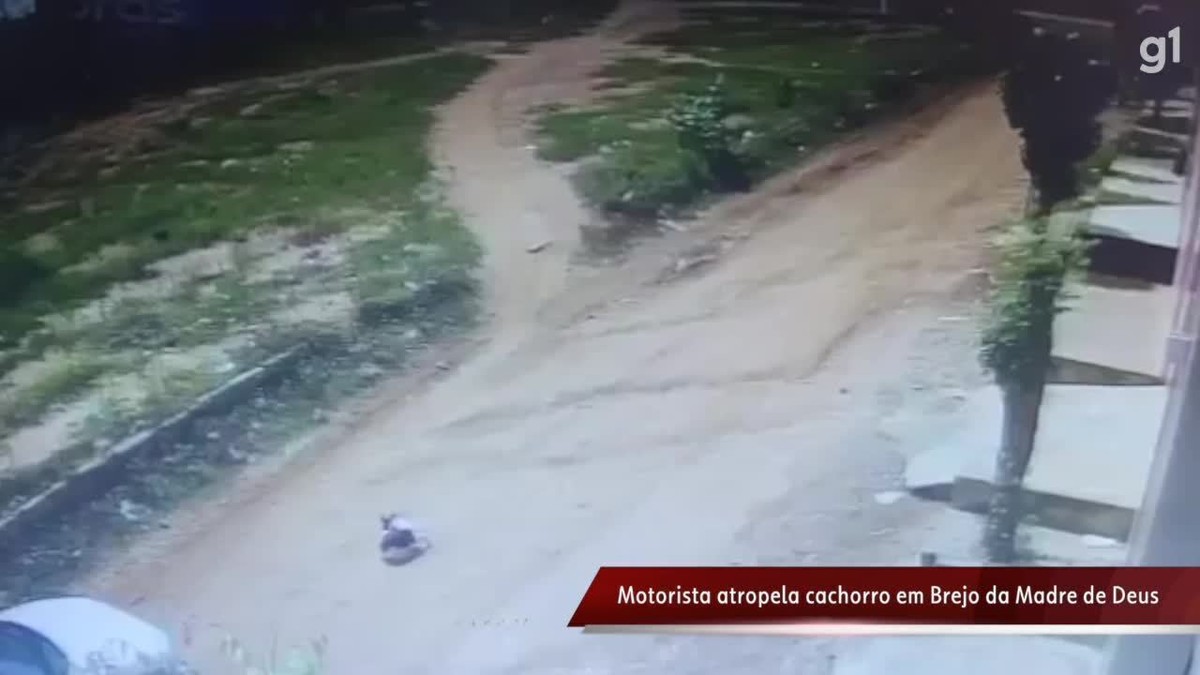 VÍDEO: motorista atropela cachorro em Brejo da Madre de Deus 