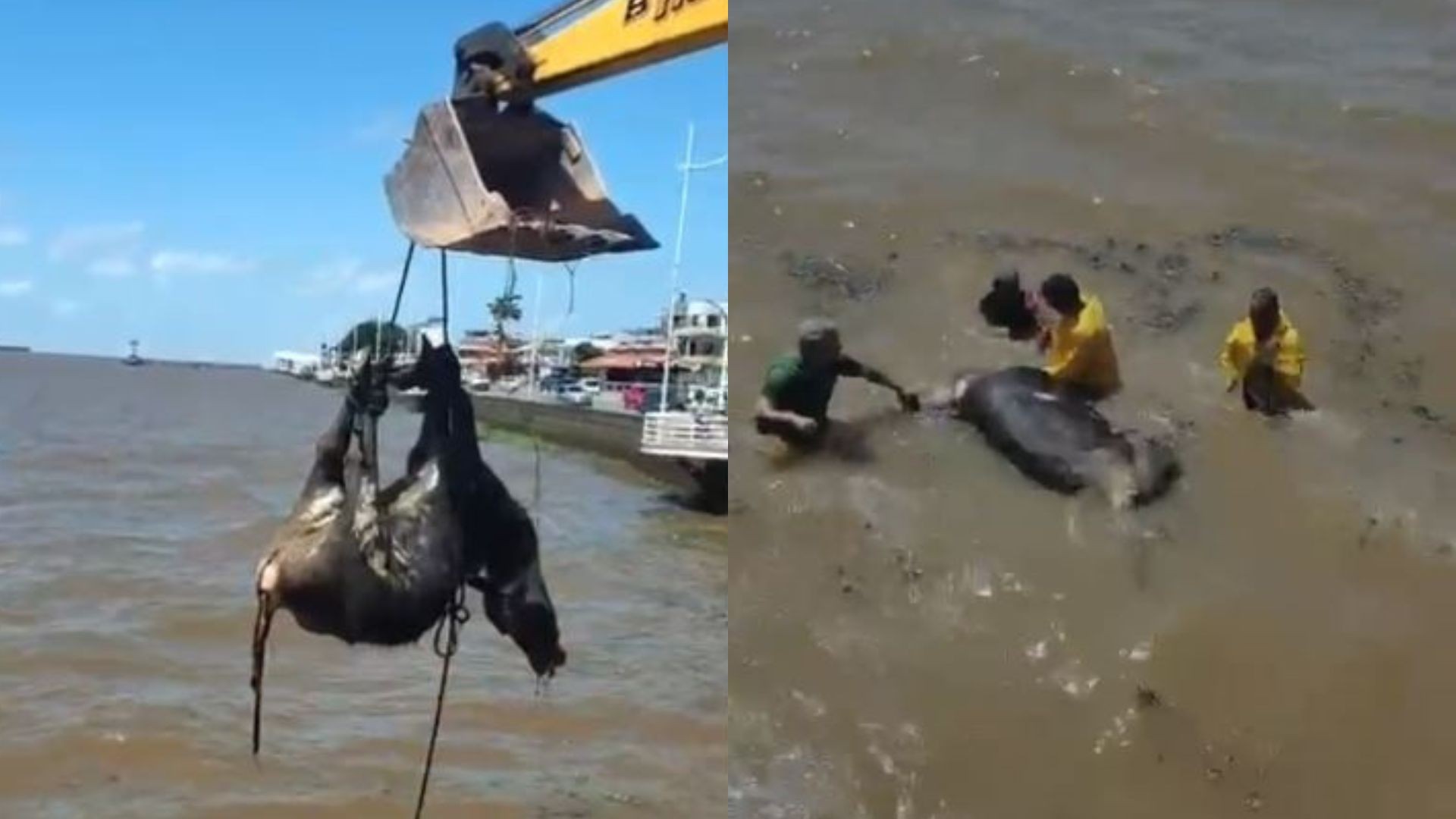 Búfalo é encontrado morto boiando na beira do Rio Amazonas, na Orla de Macapá; VÍDEO