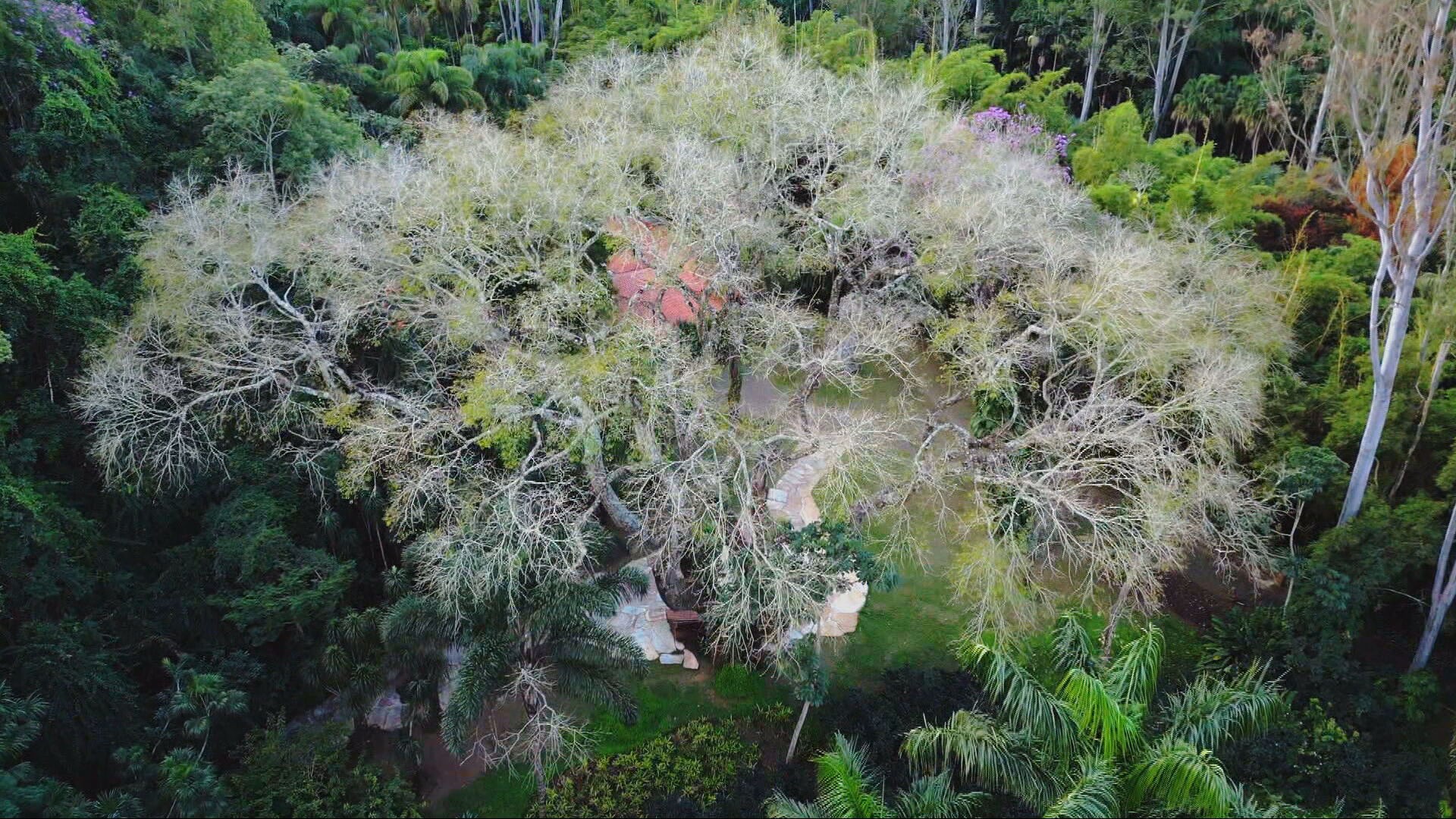 Descubra no mapa onde estão plantas do Instituto Inhotim e veja fotos
