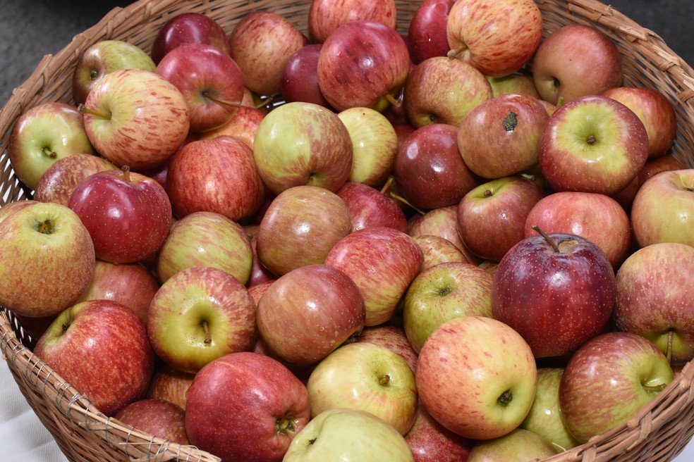 Miolo da maçã pode ser usado para produzir vinagre. — Foto: Marco Aurélio/Prefeitura de Uberaba