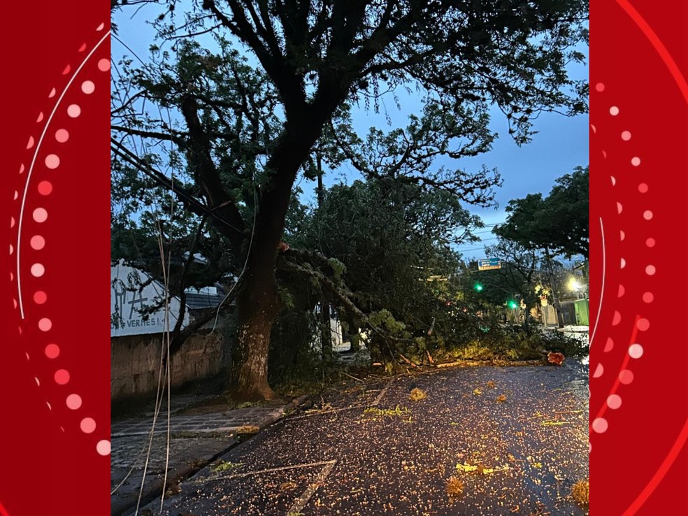 Queda de árvore em Curitiba — Foto: Fabiana Sá