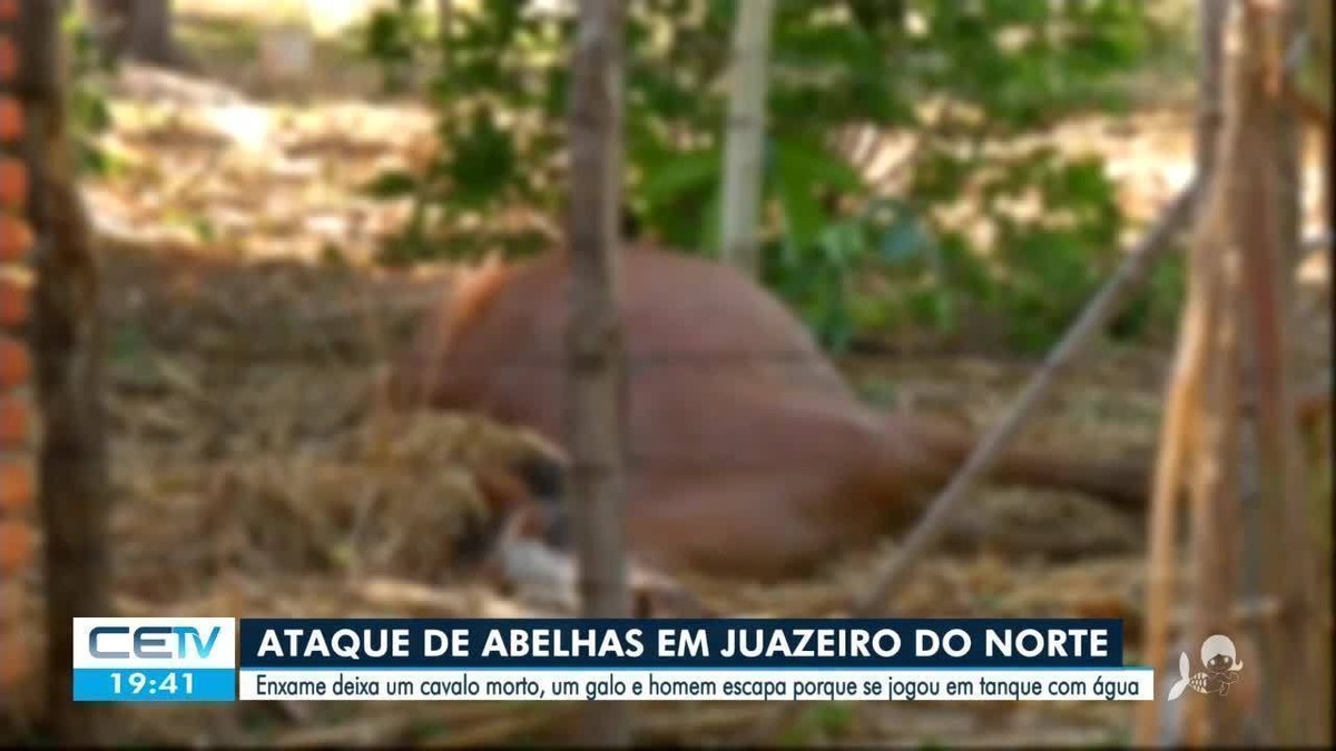 Enxame de abelhas deixa pessoas feridas e mata cavalo em Rio Pardo