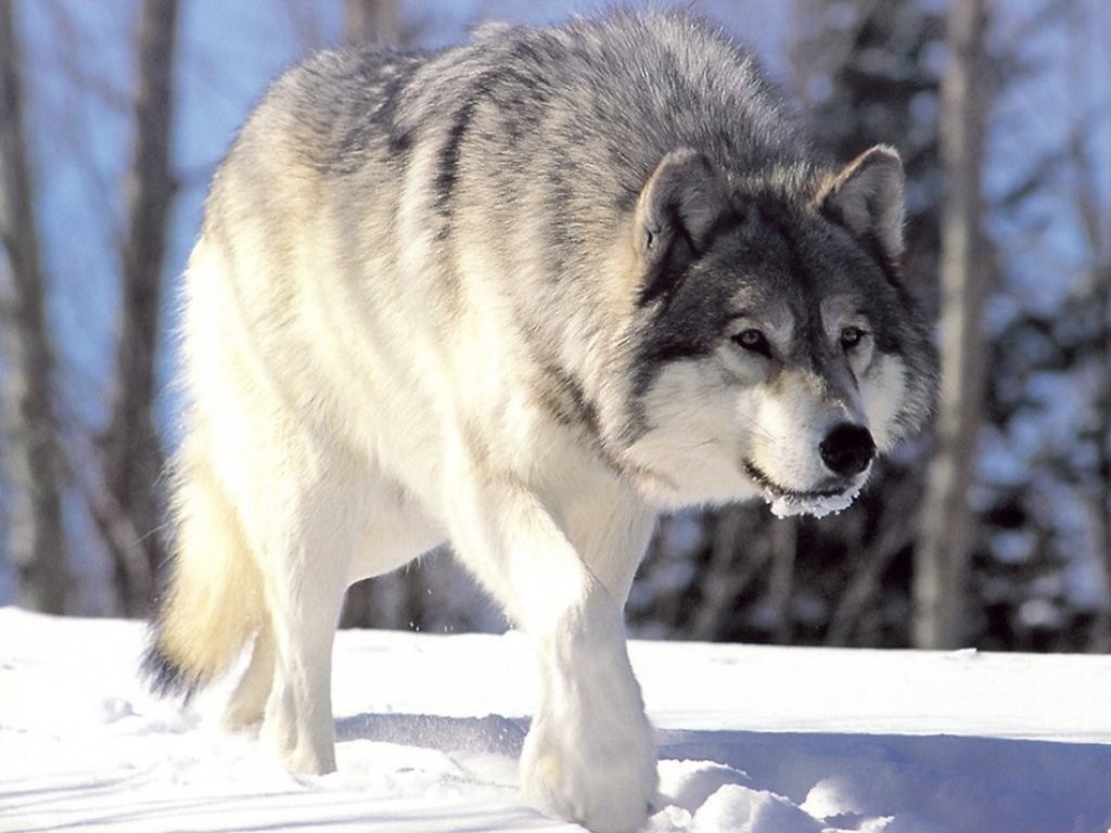 Pesquisa mostra que 'lobo mau' tem medo de humanos