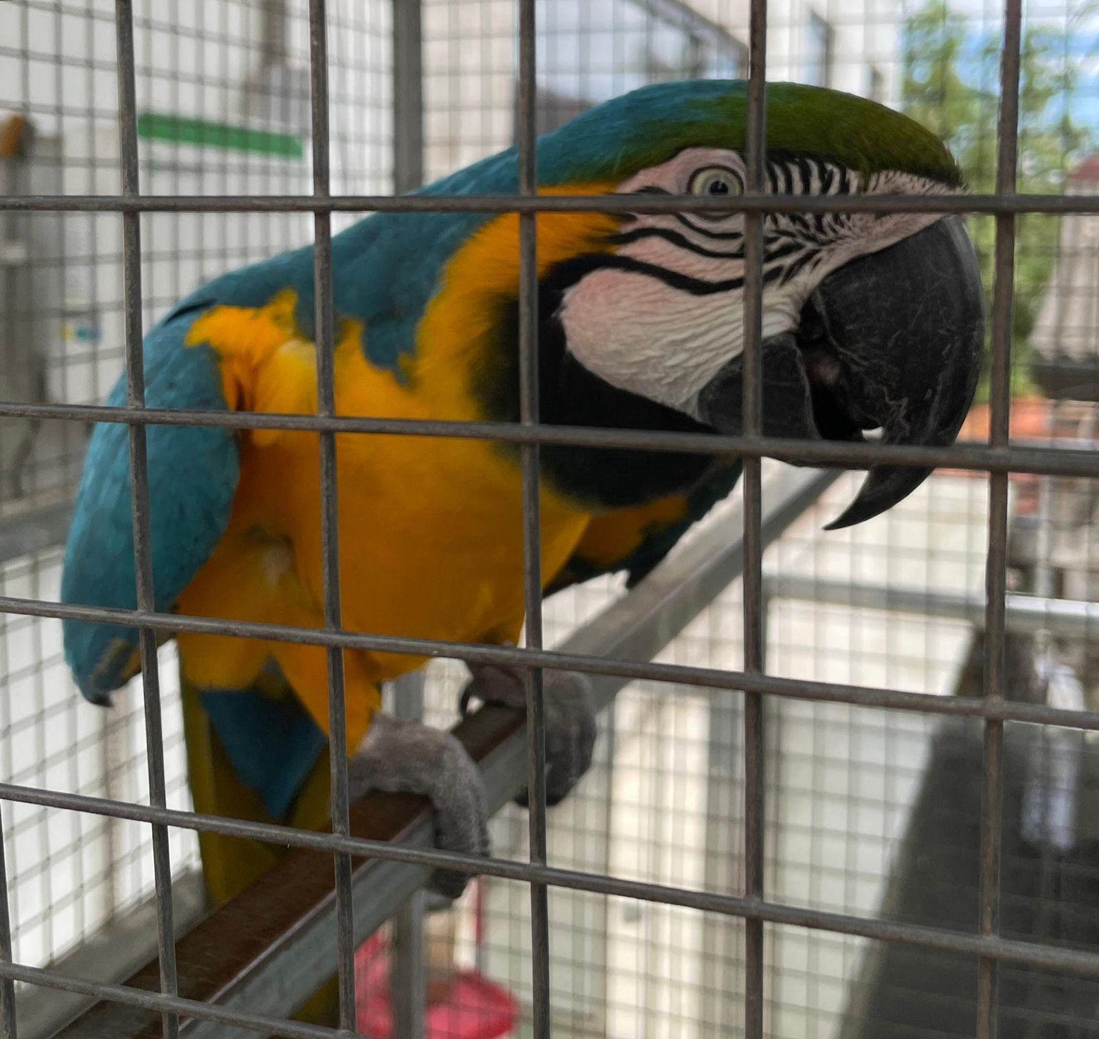 Polícia Federal resgata Arara da Amazônia mantida em cativeiro em casa do Amapá 