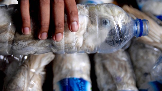 Indonésia encontra 24 aves em extinção presas em garrafas plásticas
