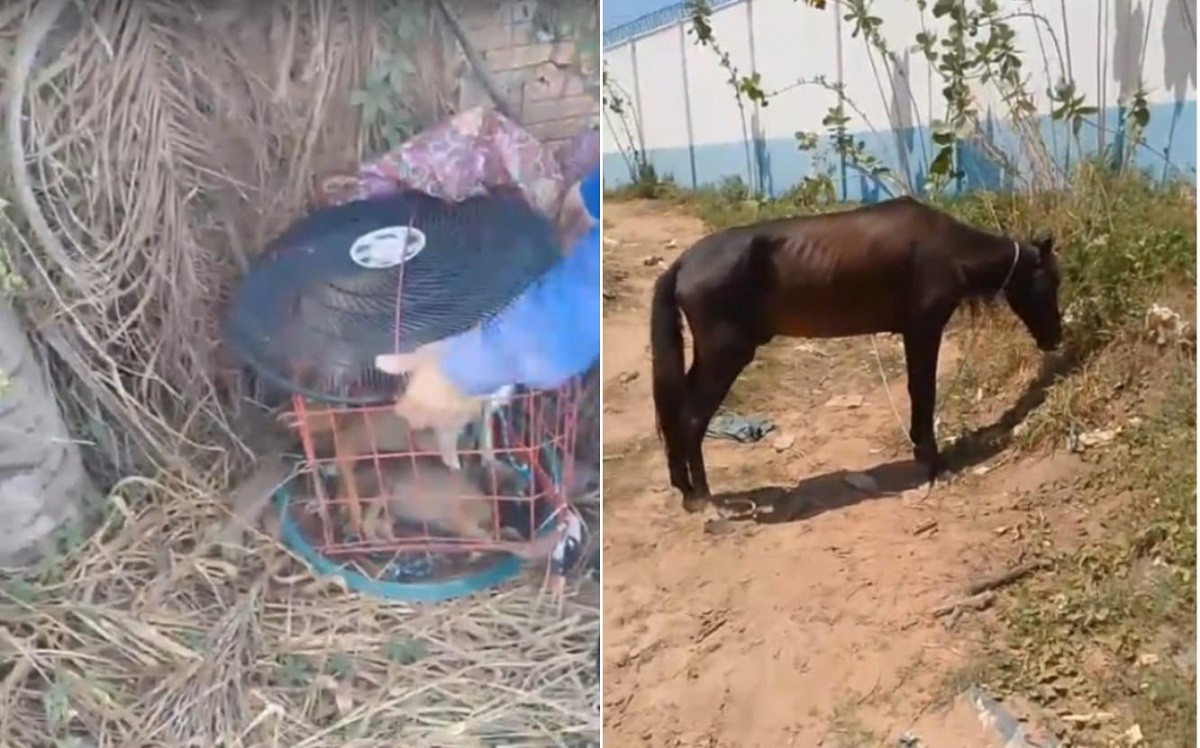 VÍDEO: Cães são resgatados e cavalo é achado amarrado ao sol em Santarém