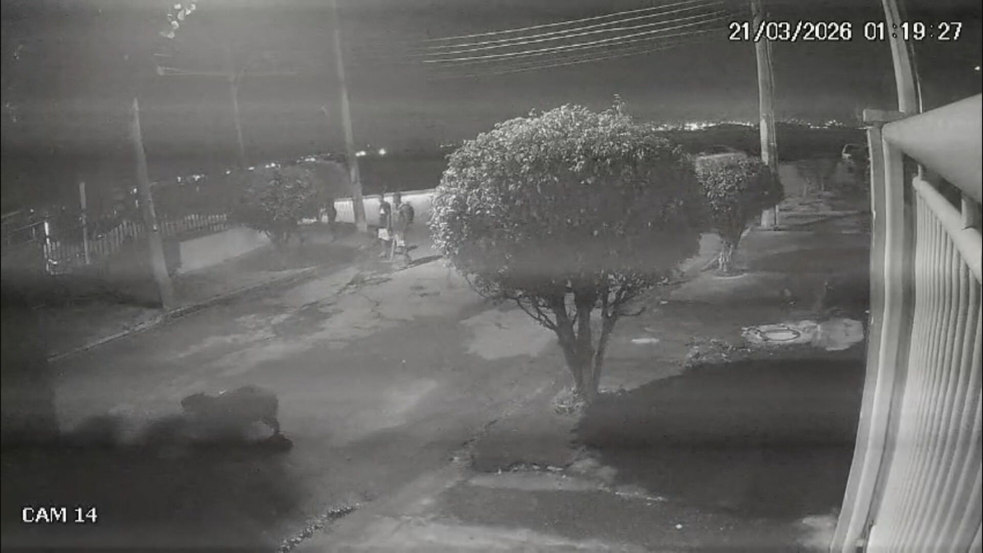 Câmeras flagram 8 homens espancando capivara na Zona Norte do Rio; polícia busca por agressores 