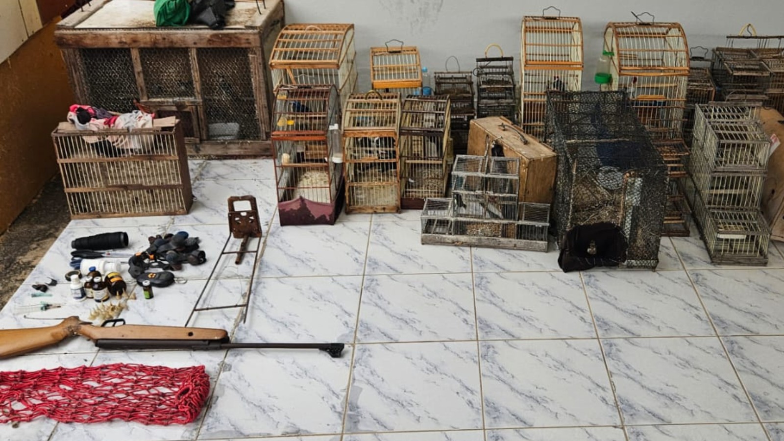 Homem é preso por maus-tratos a animais e mais de 30 galos são resgatados de rinha em Pio IX