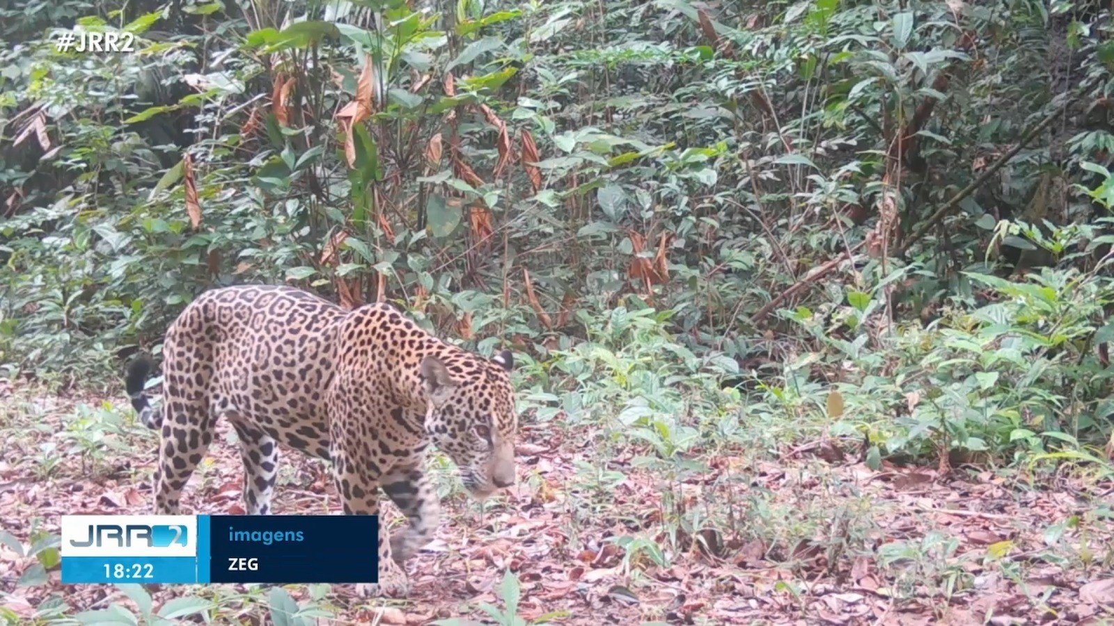 Projeto de créditos de carbono evita desmatamento e protege onças, tamanduás e outros animais da Amazônia