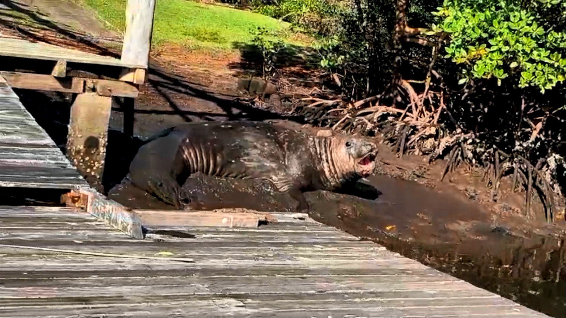 VÍDEO: Elefante-marinho é flagrado às margens do Rio Piraquê-Açu em Aracruz