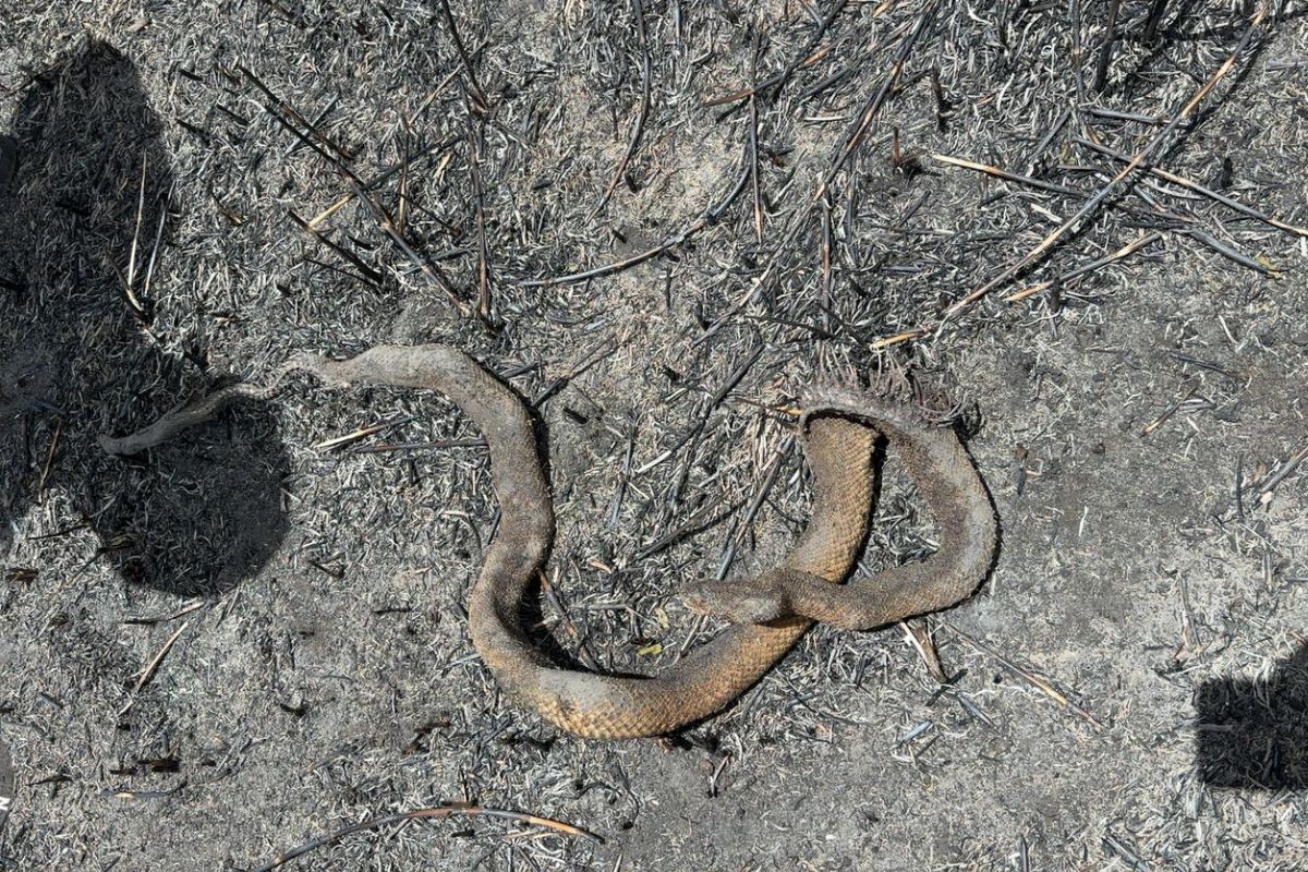 Jiboia é encontrada carbonizada após fogo no Pantanal de MS; focos do incêndio seguem em monitoramento 