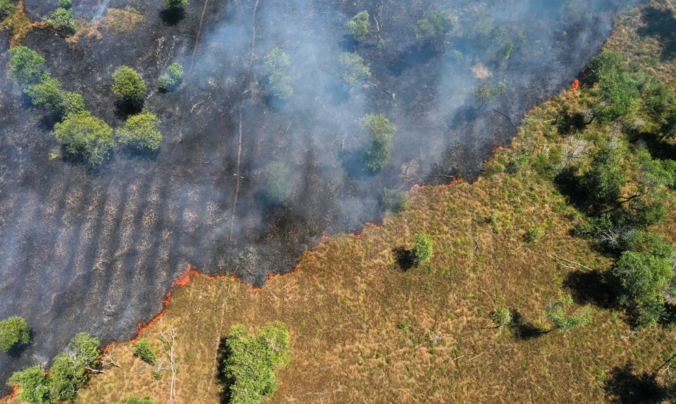 Amazônia — Foto: Adobe Stock