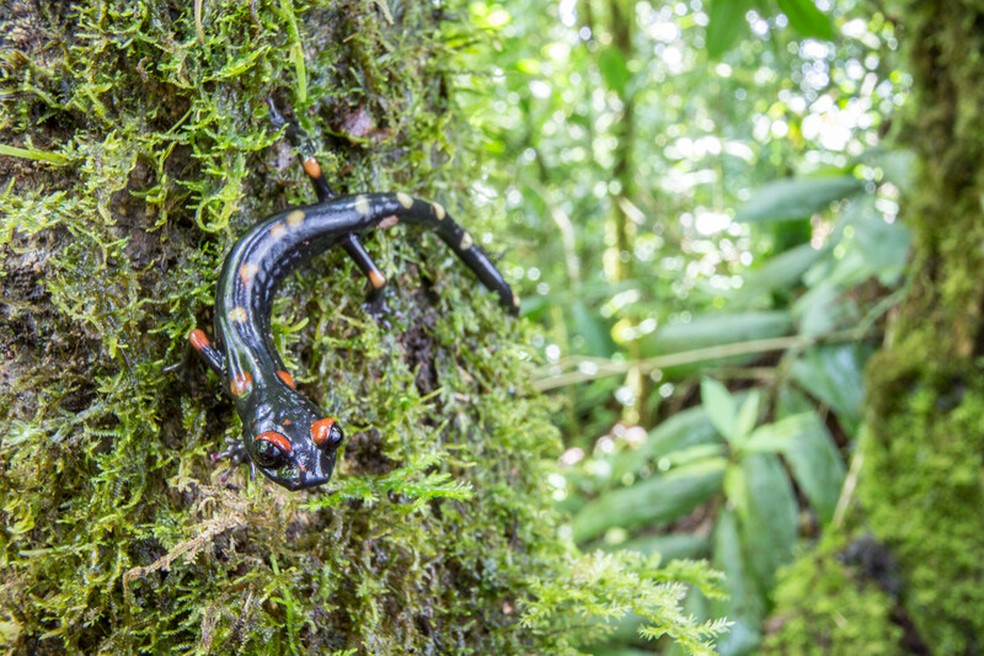 A salamandra 'Nyctanolis pernix', da Guatemala, foi redescoberta em 2009 após falta de registros científicos por 32 anos — Foto: Robin Moore/Re:wild