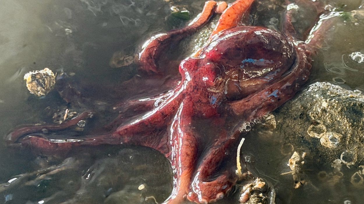 Polvos gigantes de até 19 metros eram predadores vorazes nos oceanos no Período Cretáceo