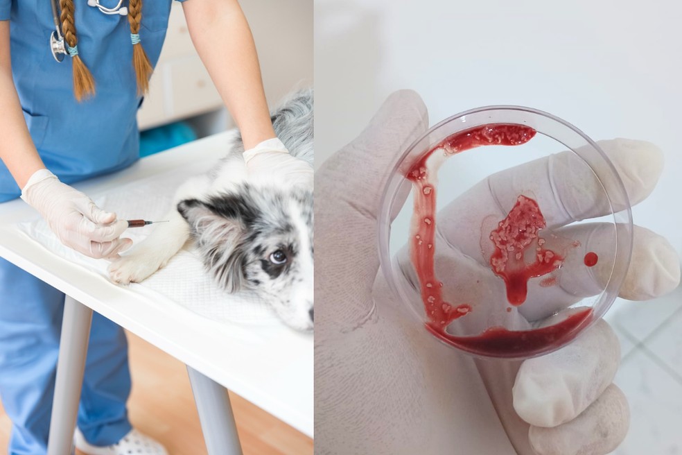 1 de 3
Coleta de medula &oacute;ssea em pets ajuda no diagn&oacute;stico e tratamento, segundo veterin&aacute;rio de Dracena (SP) &mdash; Foto: Reprodu&ccedil;&atilde;o/Freepik/Caio Pain