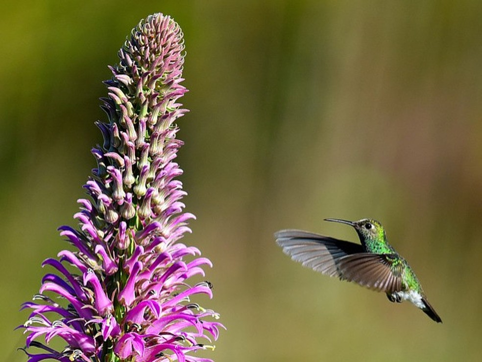 A flor Lobelia brasiliensis sendo visitada por um beija-flor, em imagem de arquivo — Foto: Divulgação/Ibram