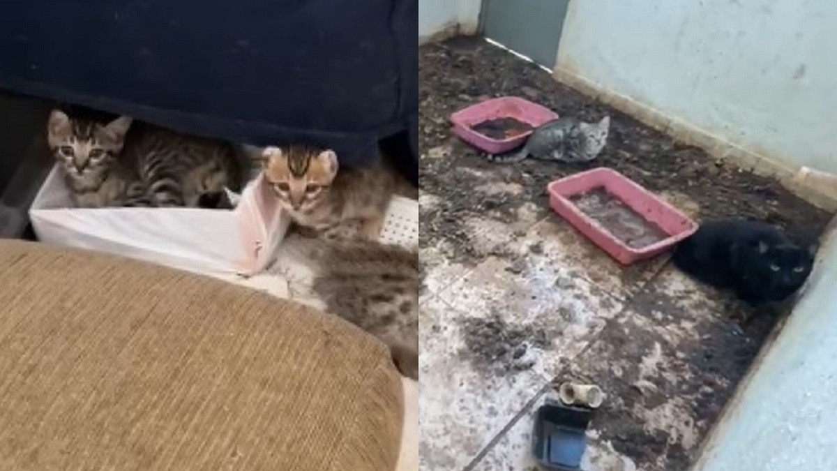Veterinária é presa por maus-tratos após animais serem encontrados em meio a fezes em gatil clandestino em Bauru